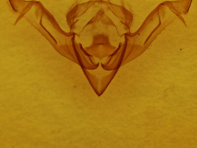 genitalia view of adult Eupsilia sidus