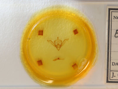 slide view of adult Eupsilia sidus