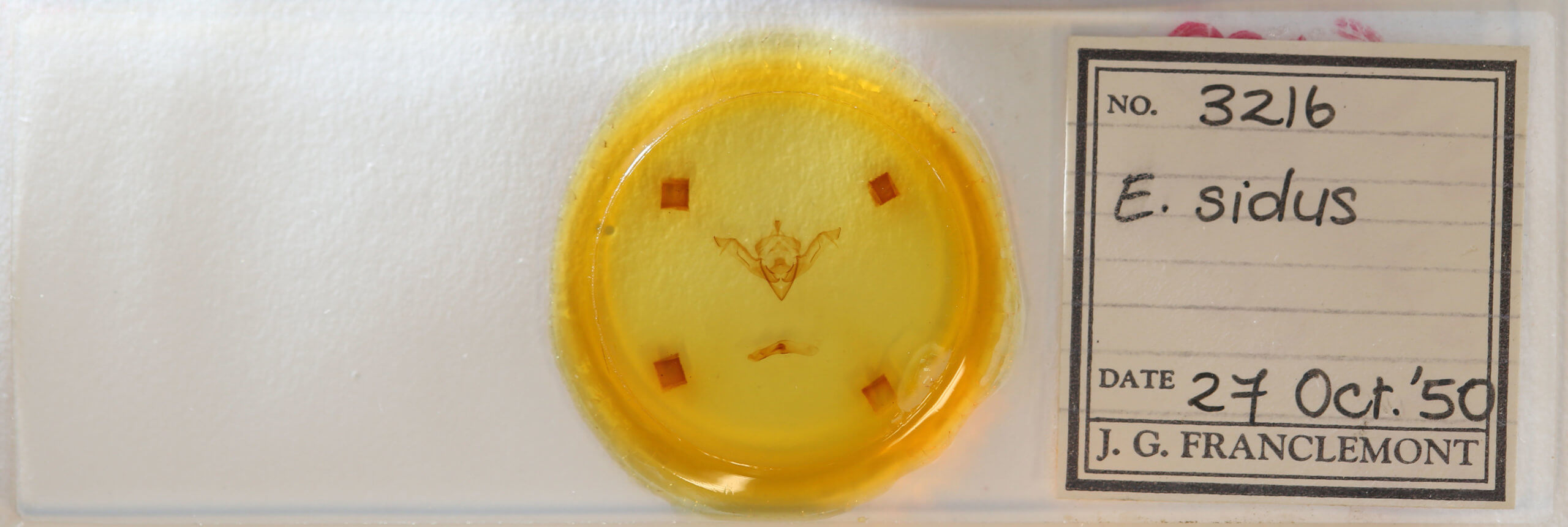 slide view of adult Eupsilia sidus