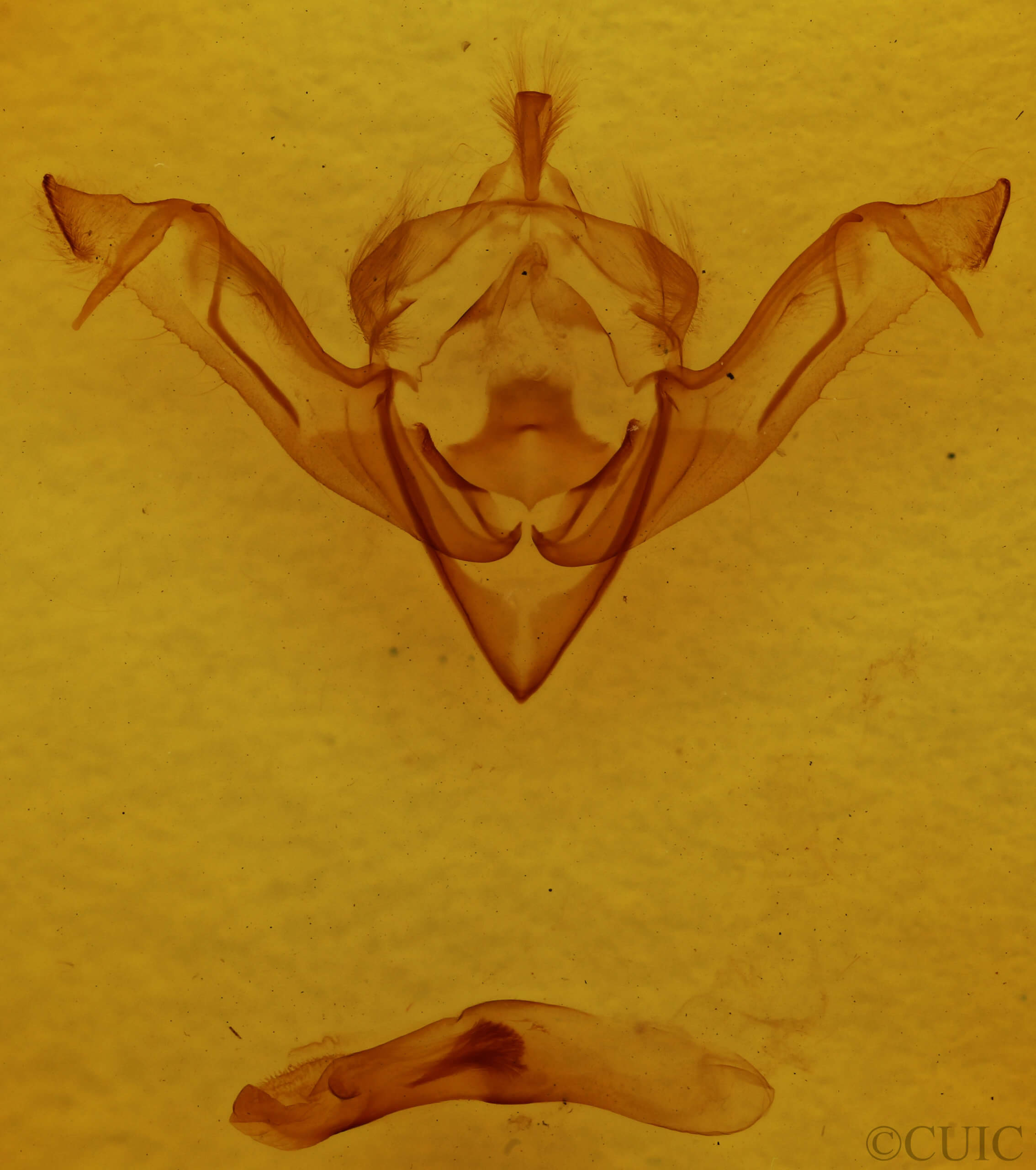 genitalia view of adult Eupsilia sidus