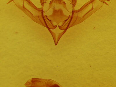 genitalia view of adult Eupsilia sidus