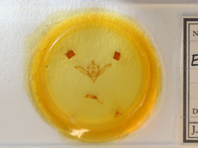 slide view of adult Eupsilia sidus