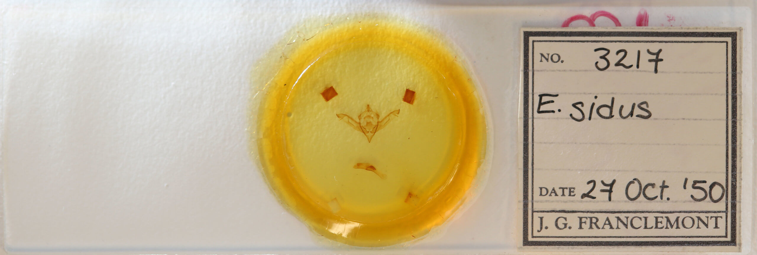 slide view of adult Eupsilia sidus