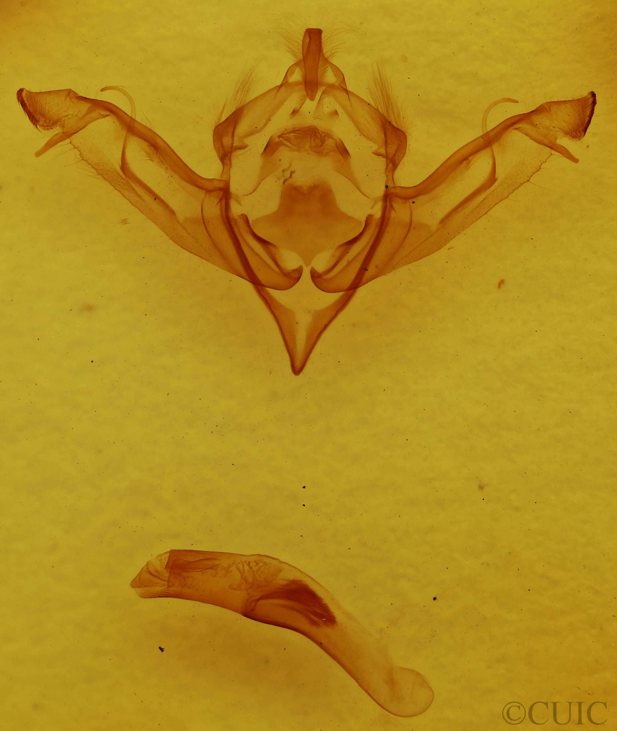 genitalia view of adult Eupsilia sidus
