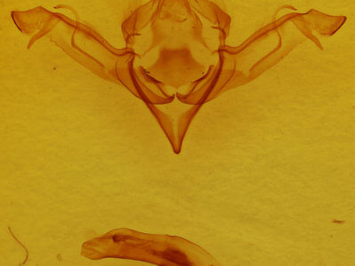 genitalia view of adult Eupsilia sidus