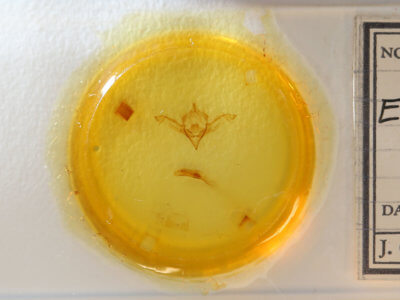 slide view of adult Eupsilia sidus