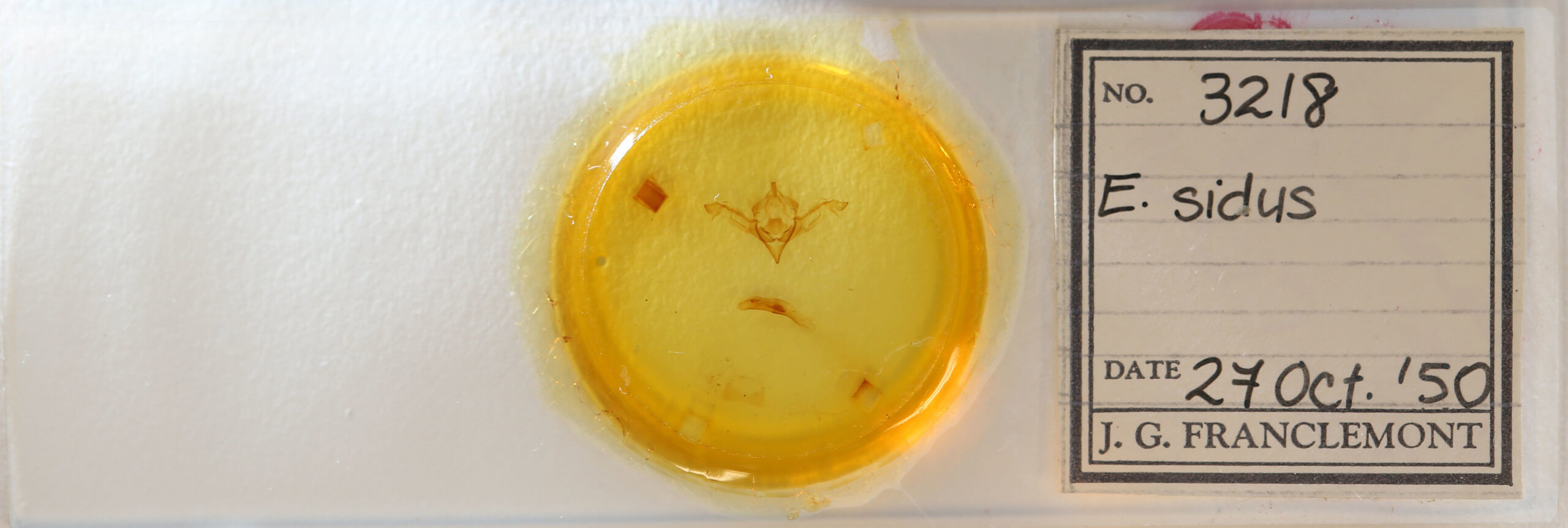 slide view of adult Eupsilia sidus