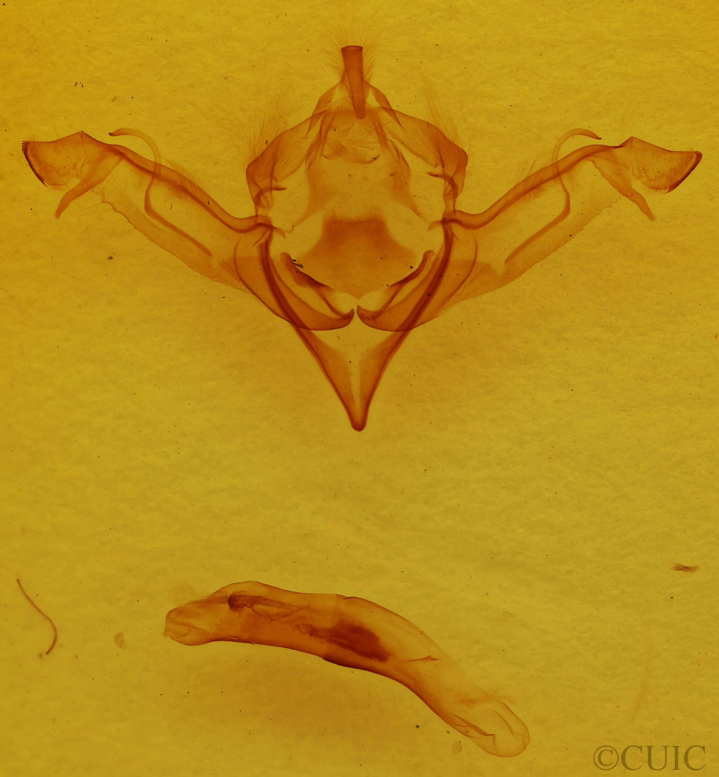 genitalia view of adult Eupsilia sidus