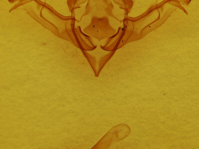 genitalia view of adult Eupsilia sidus