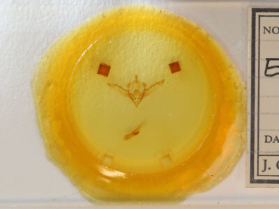 slide view of adult Eupsilia sidus