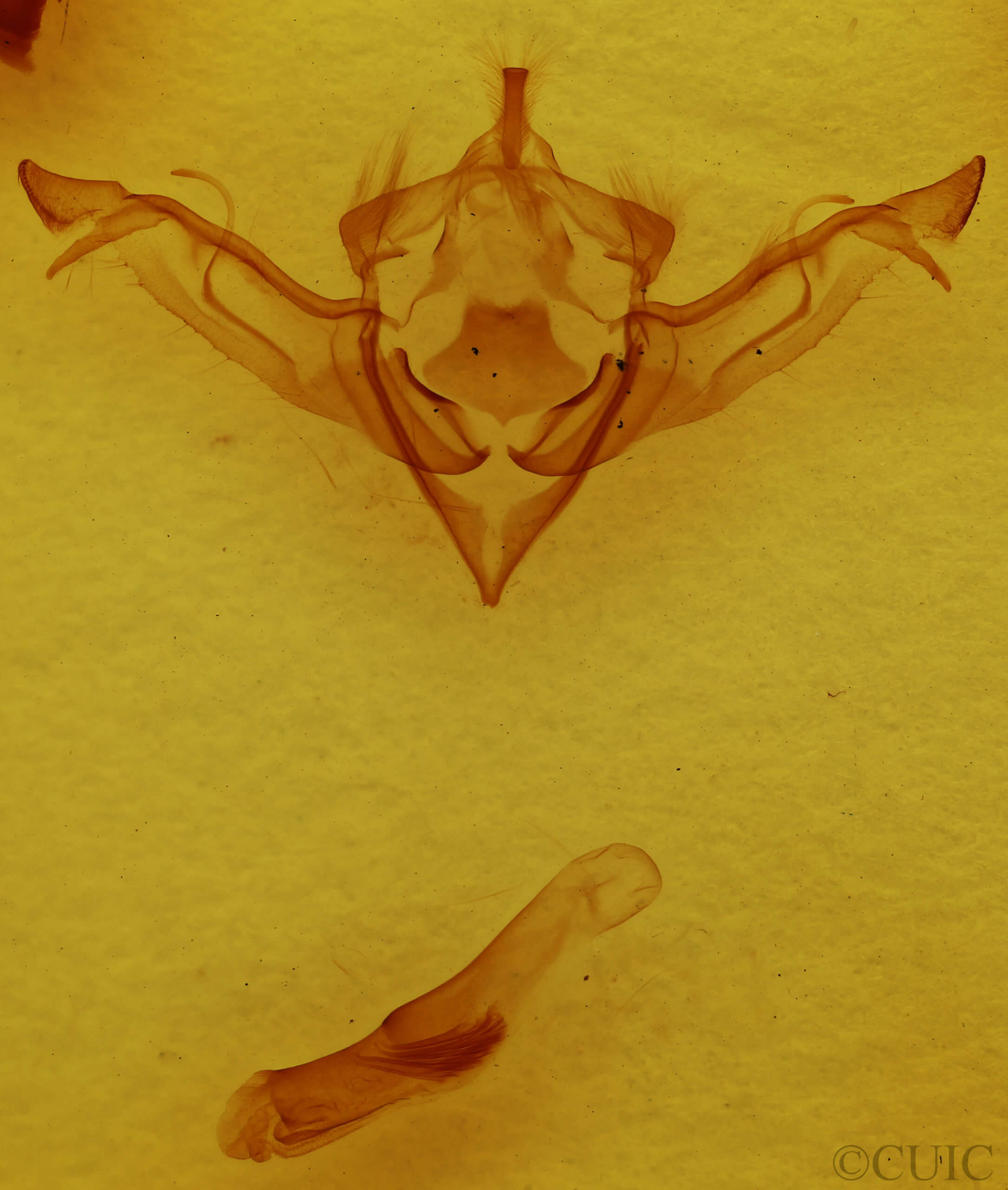 genitalia view of adult Eupsilia sidus