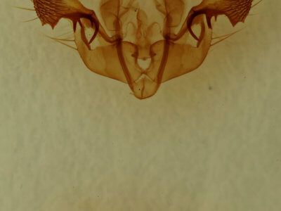 genitalia view of adult Mesapamea fractilinea