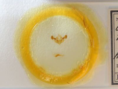 slide view of adult Mesapamea fractilinea