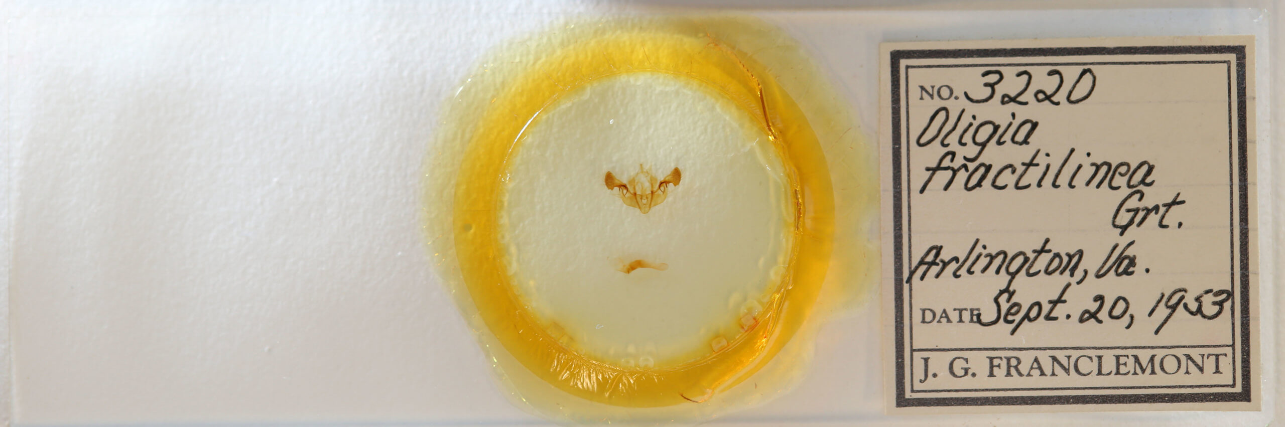 slide view of adult Mesapamea fractilinea