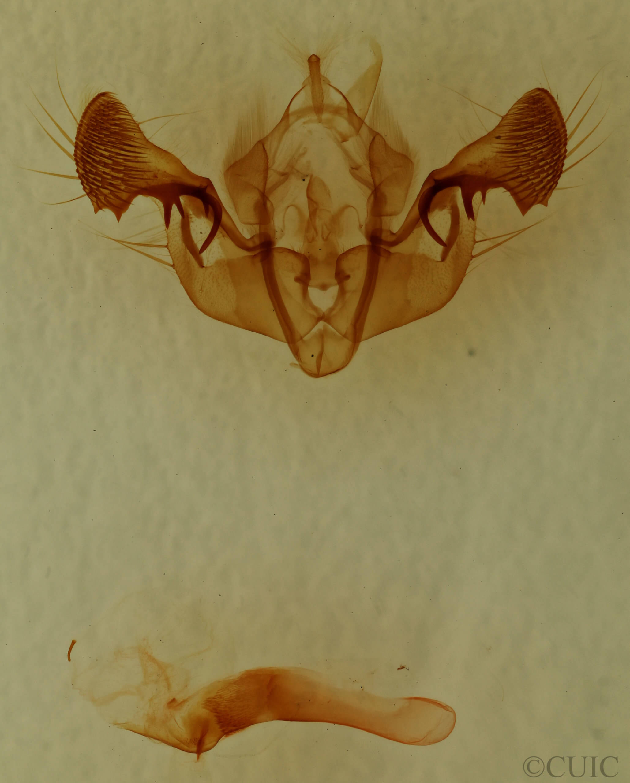 genitalia view of adult Mesapamea fractilinea