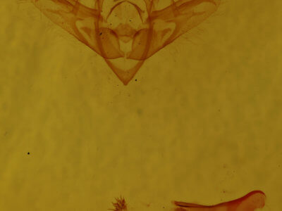 genitalia view of adult Chytonix sensilis