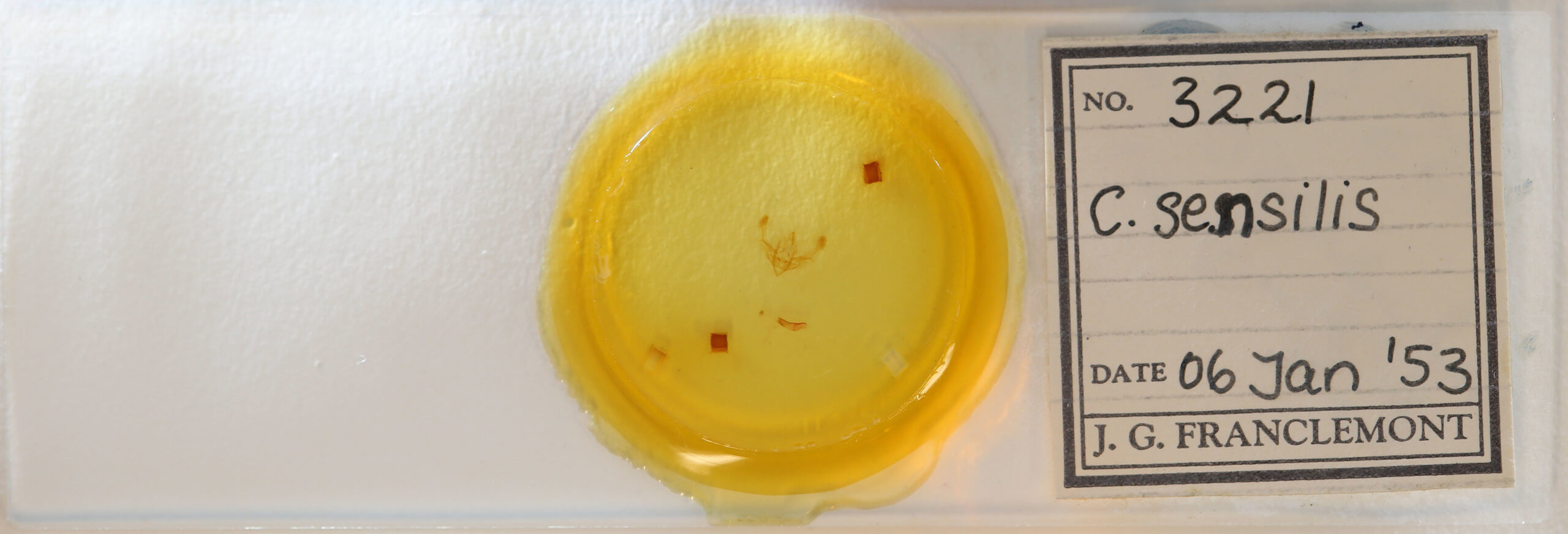 slide view of adult Chytonix sensilis