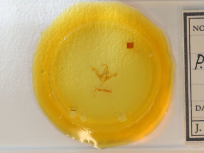 slide view of adult Ptichodis herbarum