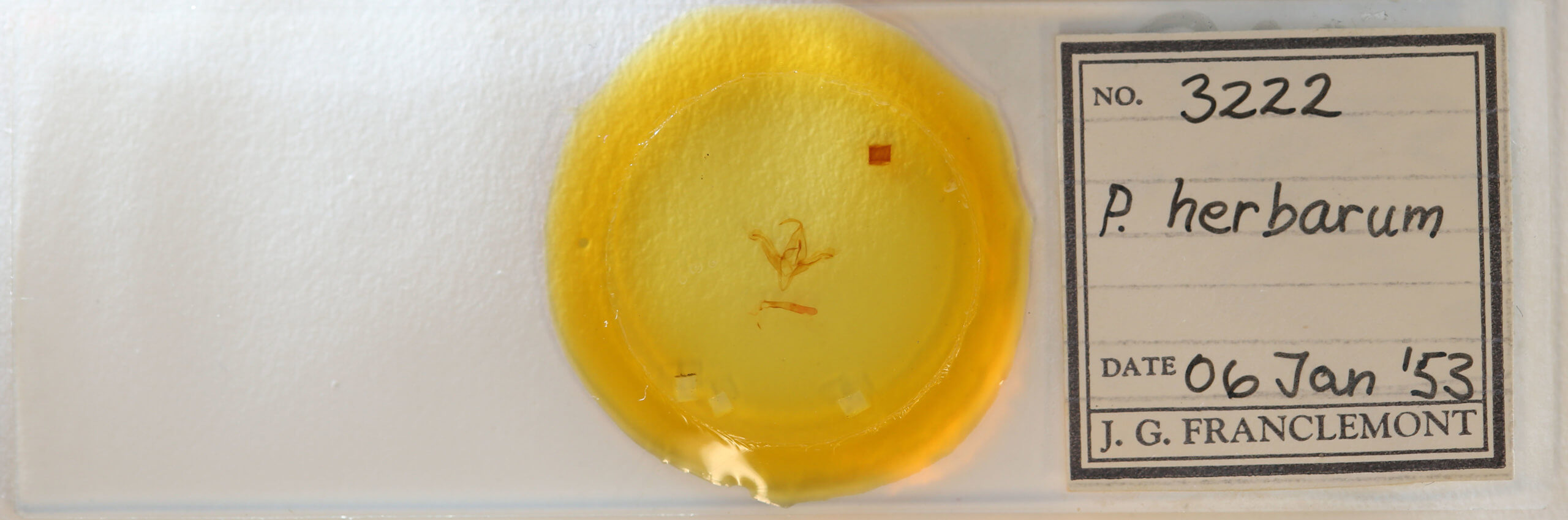 slide view of adult Ptichodis herbarum