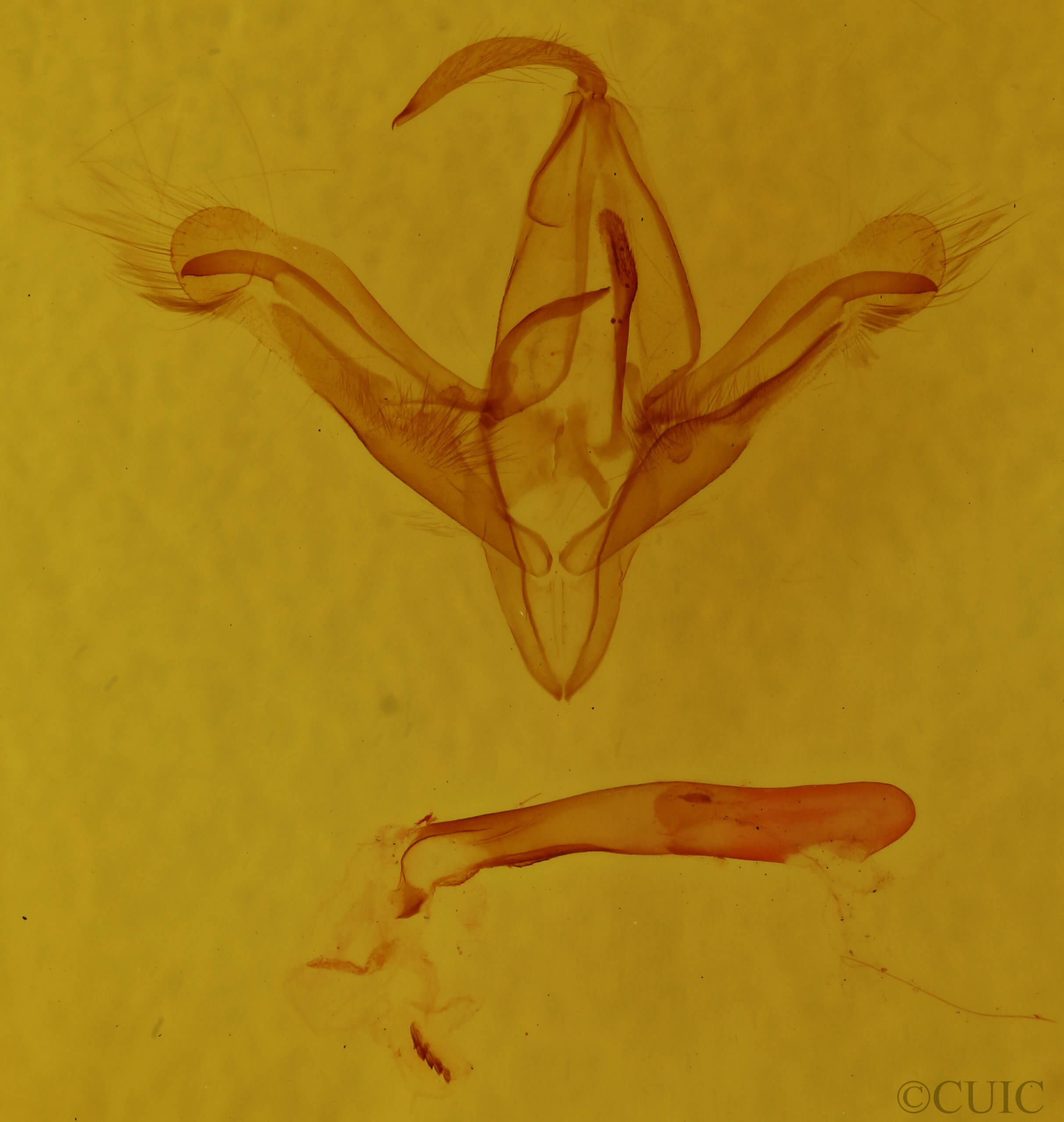 genitalia view of adult Ptichodis herbarum