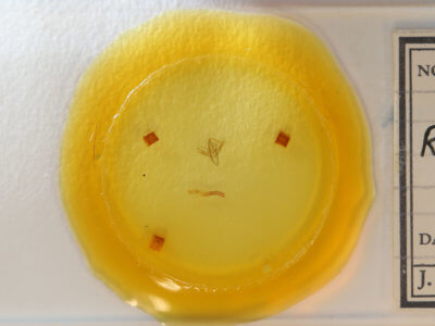 slide view of adult Renia discoloralis