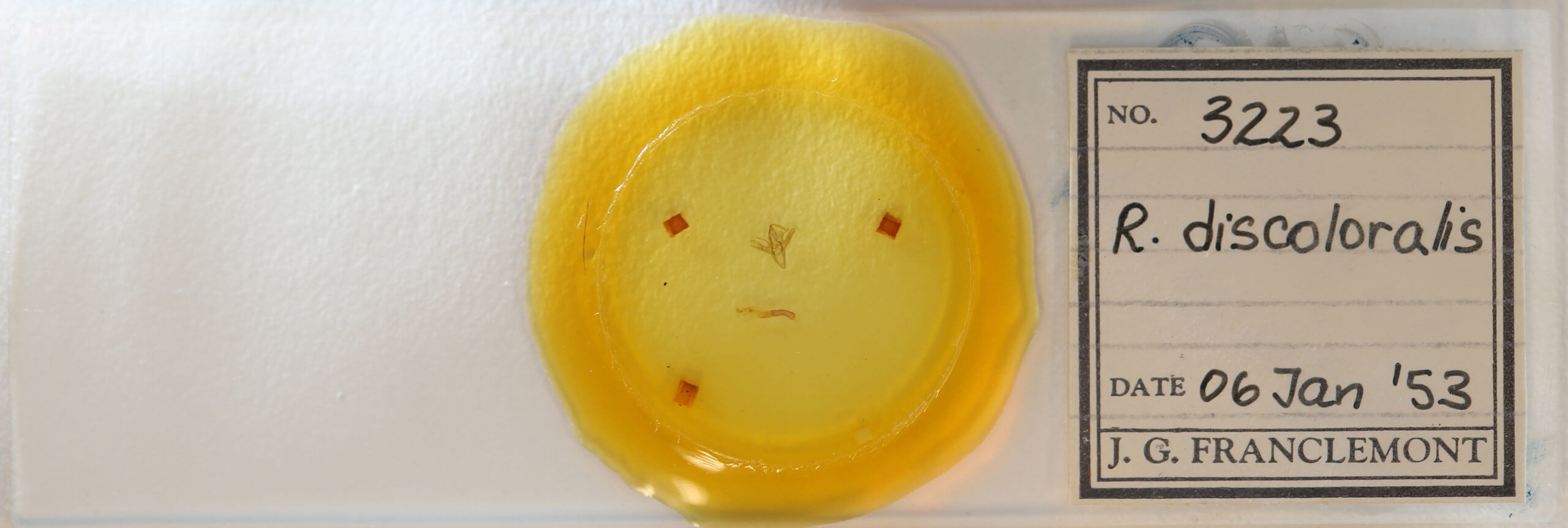 slide view of adult Renia discoloralis