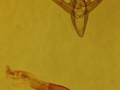 genitalia view of adult Renia discoloralis