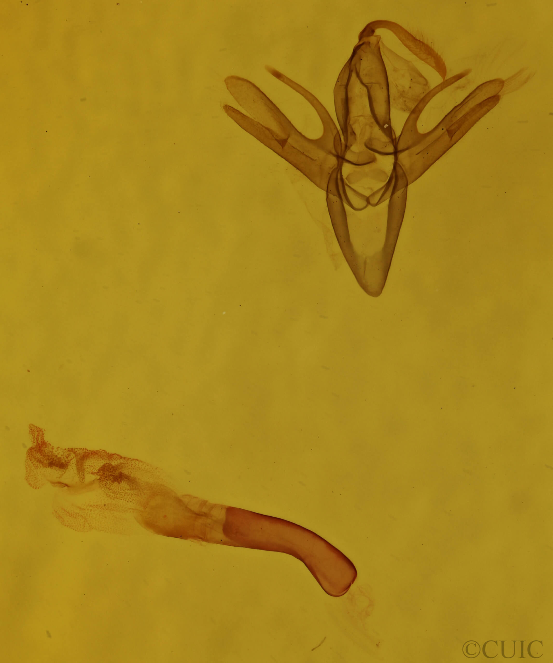 genitalia view of adult Renia discoloralis