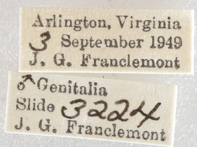label view of adult Protoboarmia porcelaria