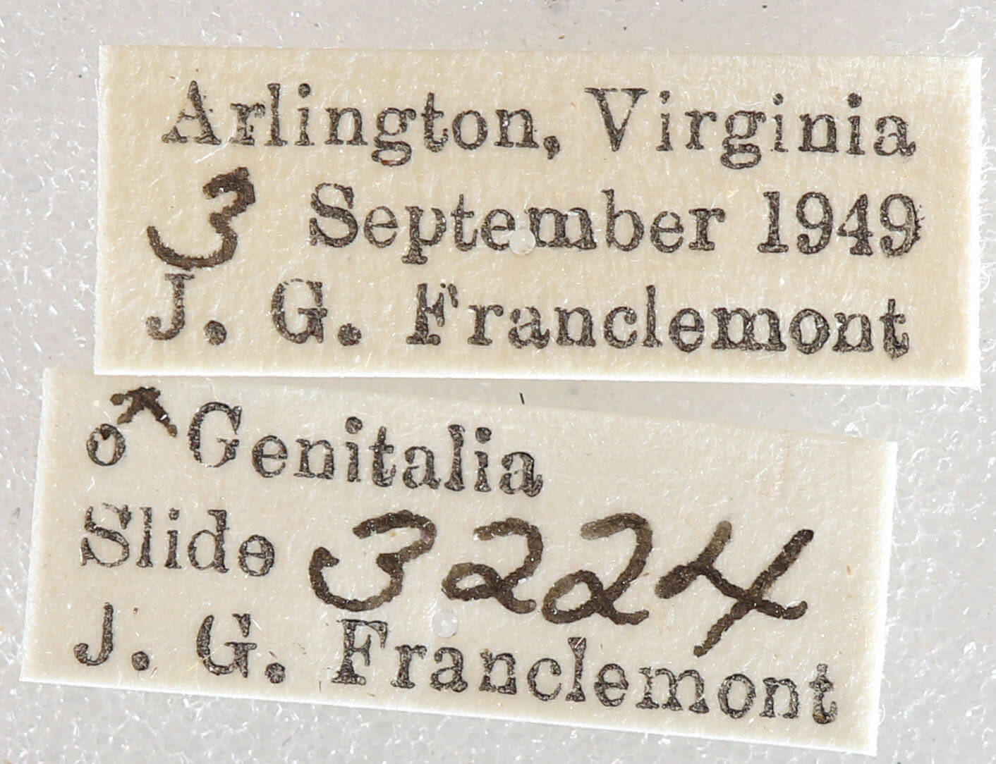 label view of adult Protoboarmia porcelaria