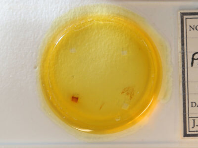 slide view of adult Protoboarmia porcelaria