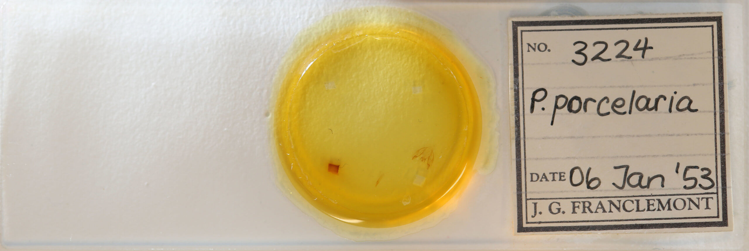 slide view of adult Protoboarmia porcelaria