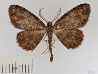 dorsal view of adult Protoboarmia porcelaria
