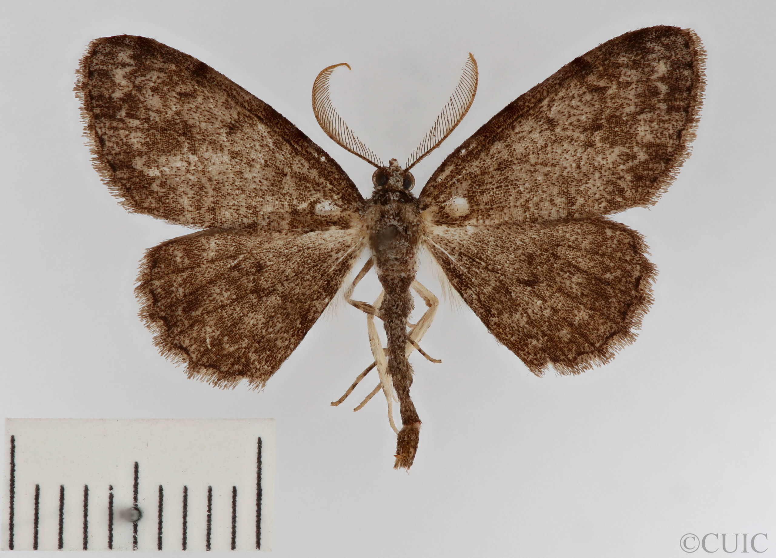 dorsal view of adult Protoboarmia porcelaria
