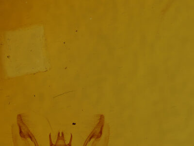 genitalia view of adult Protoboarmia porcelaria