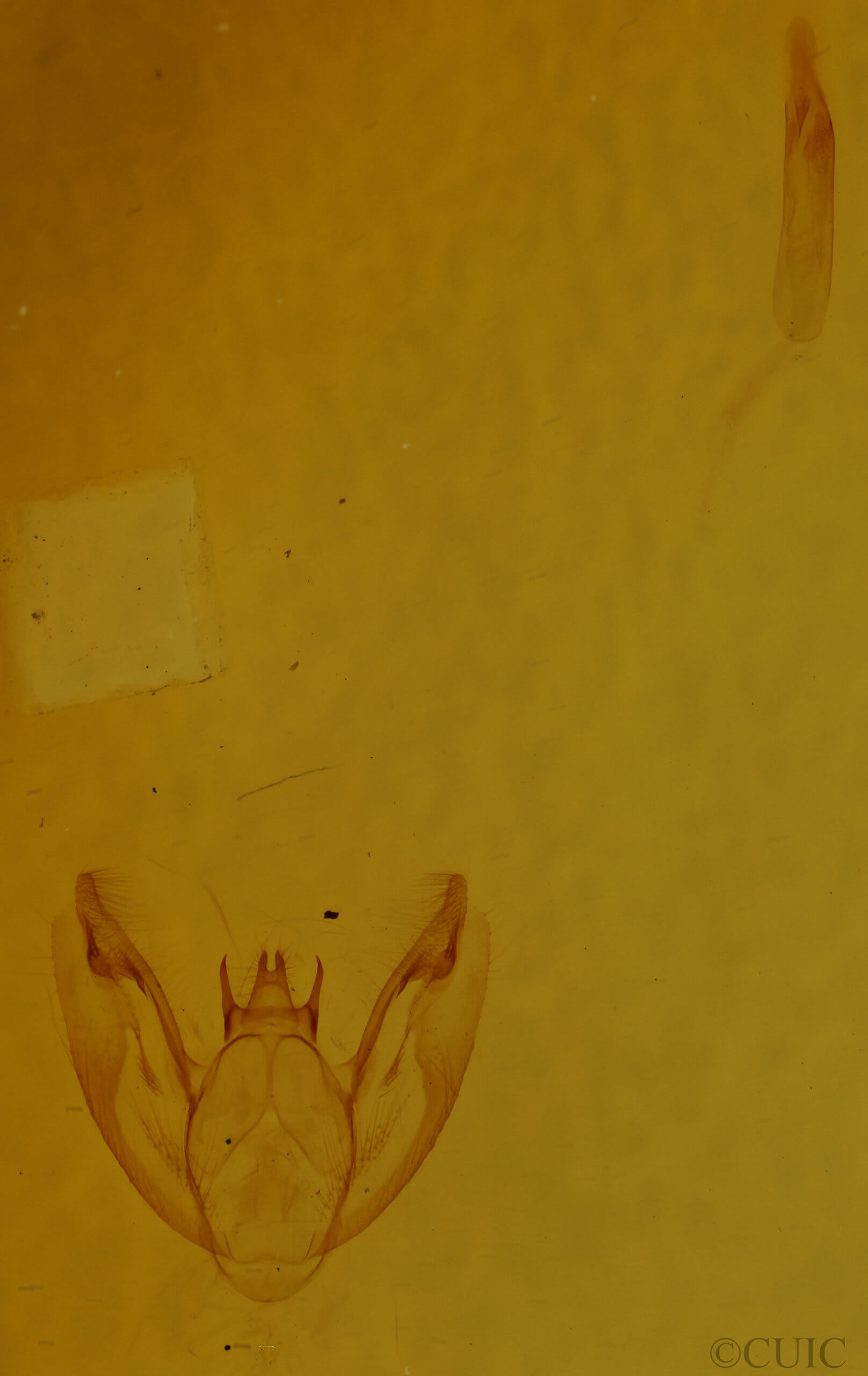 genitalia view of adult Protoboarmia porcelaria