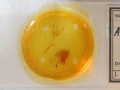 slide view of adult Ctenoplusia oxygramma