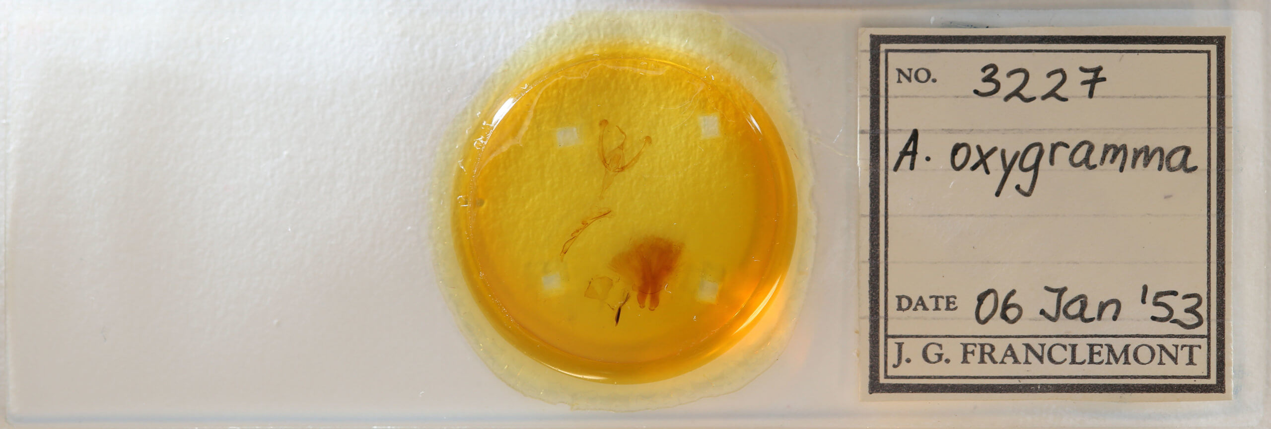 slide view of adult Ctenoplusia oxygramma