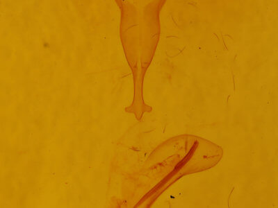 genitalia view of adult Ctenoplusia oxygramma