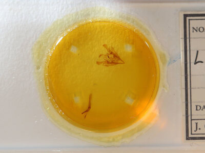 slide view of adult Lacinipolia meditata