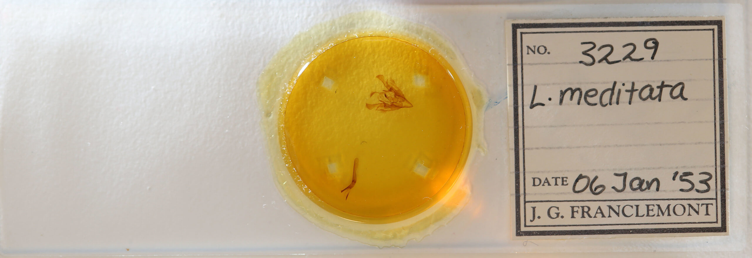 slide view of adult Lacinipolia meditata