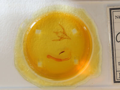 slide view of adult Chaetaglaea sericea