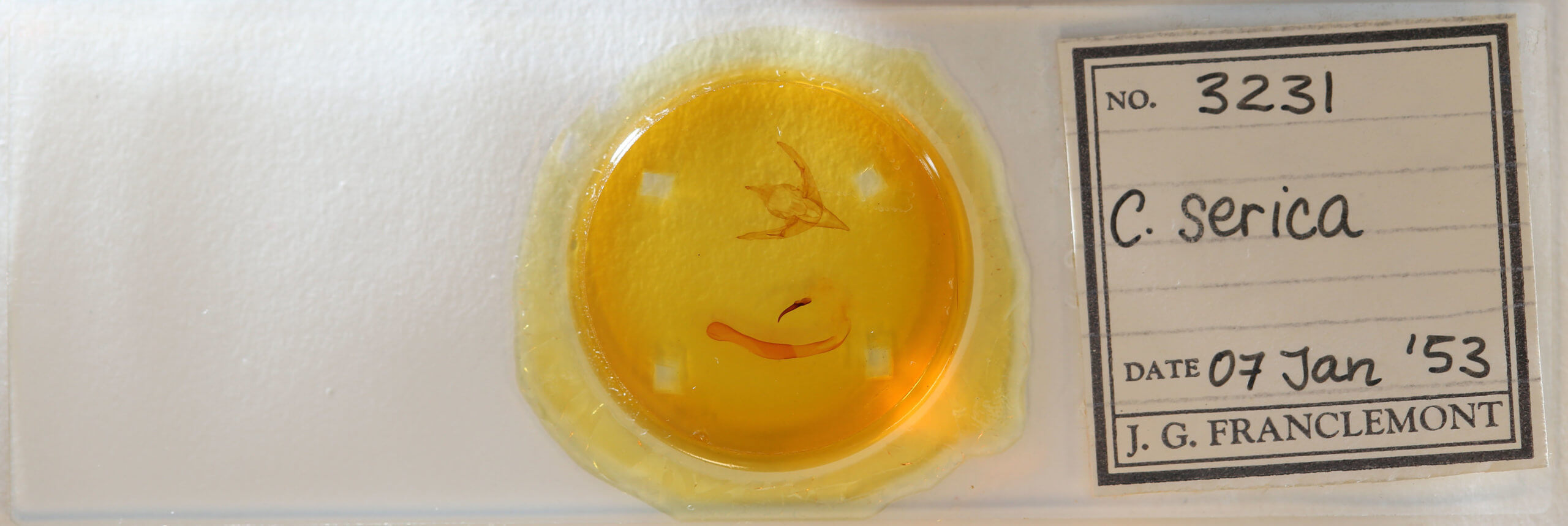 slide view of adult Chaetaglaea sericea