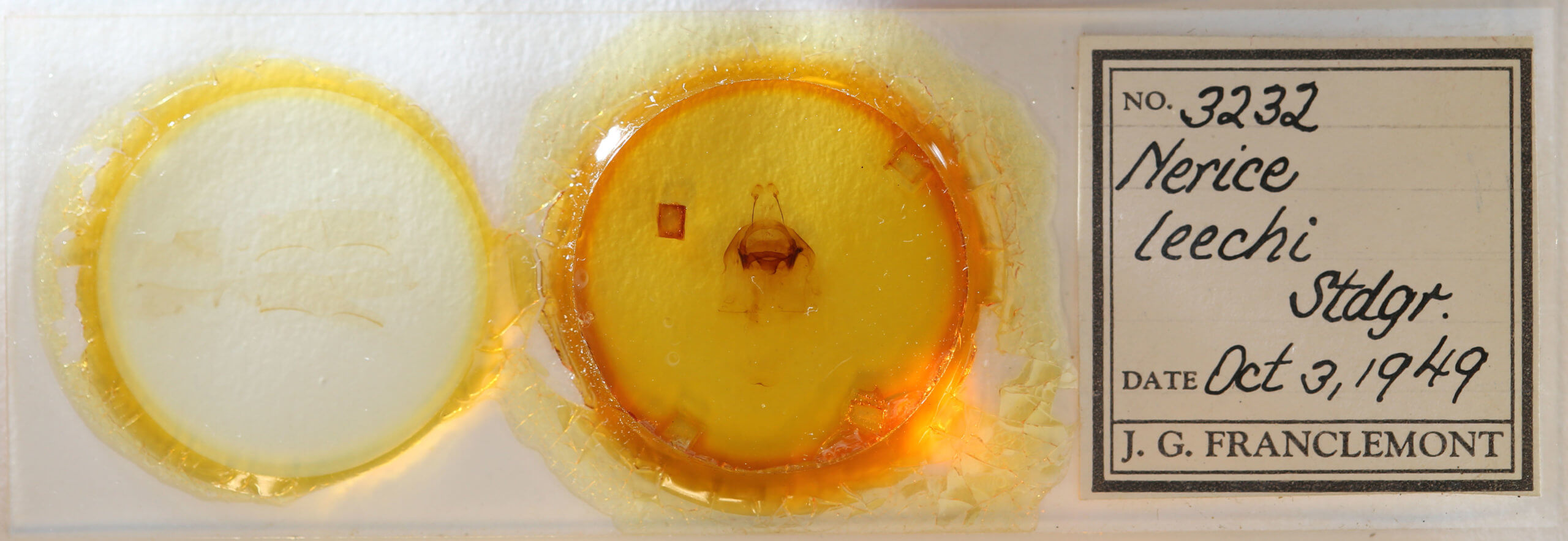 slide view of adult Nerice leechi