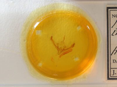 slide view of adult Metaxaglaea inulta