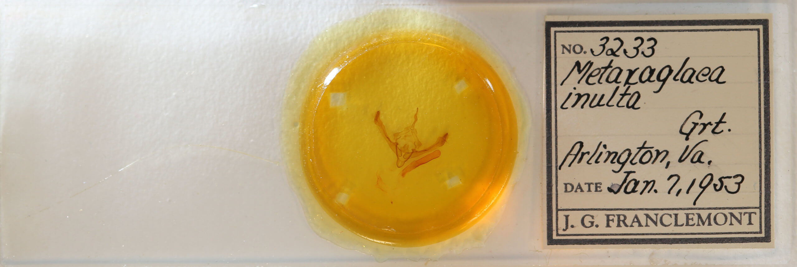 slide view of adult Metaxaglaea inulta