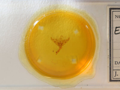 slide view of adult Eucirrhoedia pampina