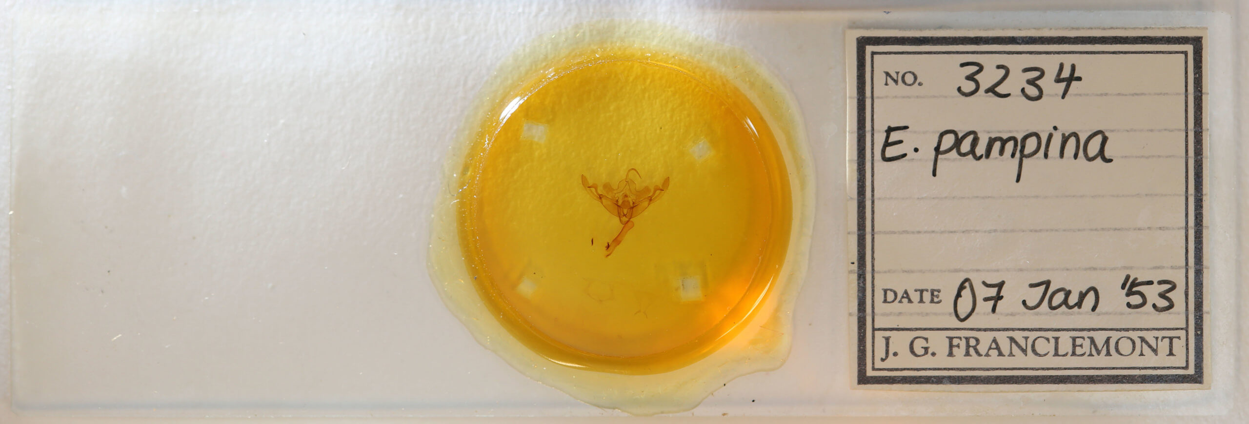 slide view of adult Eucirrhoedia pampina