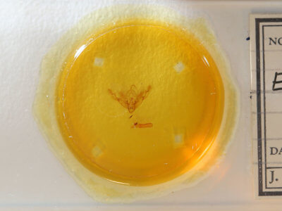 slide view of adult Eucirrhoedia pampina