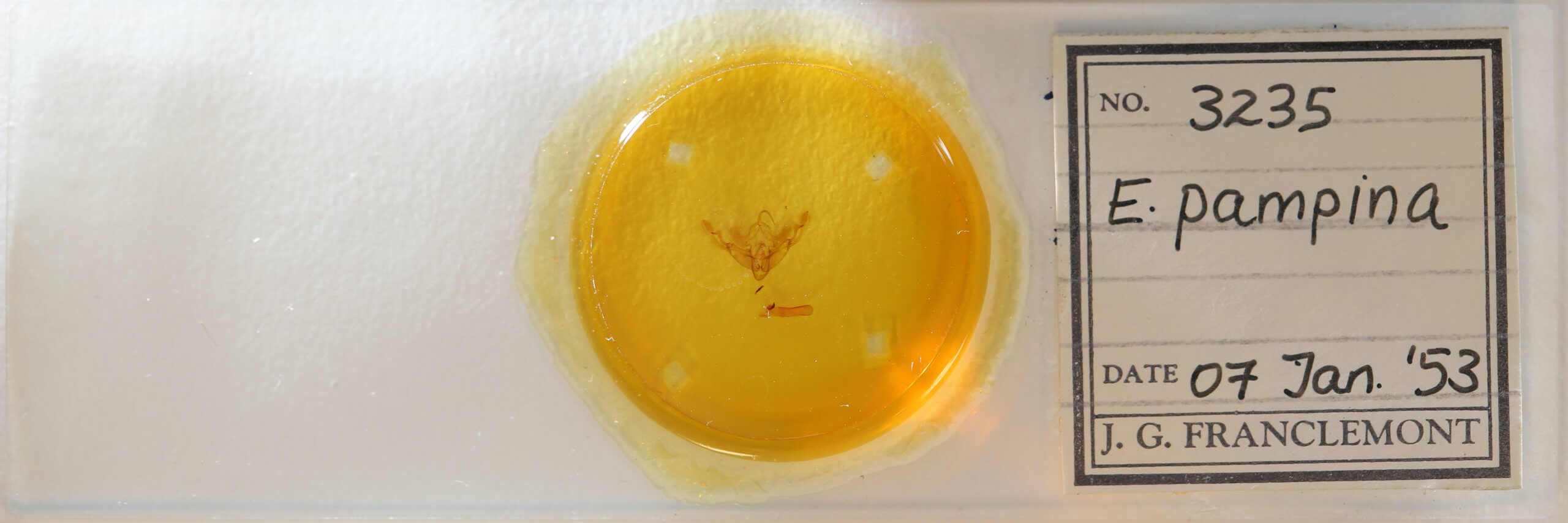 slide view of adult Eucirrhoedia pampina